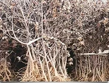 Cotton Stalk Cotton Stalk