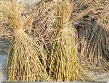 Rice Straw Rice Straw